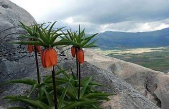 Bu çiçekleri koparmanın cezası 700 bin lirayı buluyor