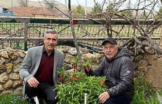 Bu laleleri gözleri gibi koruyorlar