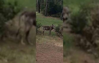 Buldan’da kurt bir kez daha görüldü