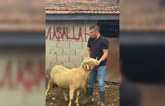 Burhaniye’de kurbanlıklar satışa çıktı