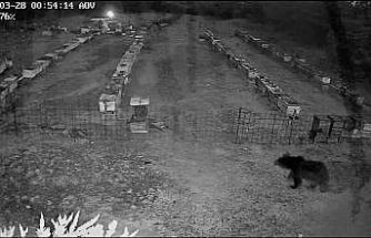 Bursa’da arı kovanlarına ayı saldırısı