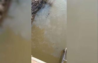 Bursa’da deredeki su samuru şaşırttı