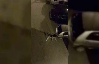 Bursa’da sokak ortasında boks ringlerini aratmayan kavga kamerada