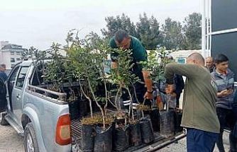 Büyükşehir’den Alanya’nın coğrafi işaretli keçiboynuzuna destek