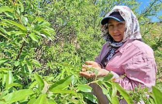 Çağla, üreticisinin yüzünü güldürdü