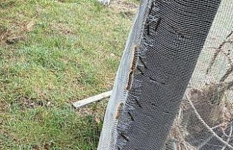 Çam ormanlarında ’Kese kurdu’ alarmı