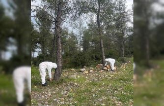 Çamkese böceği ile mücadele devam ediyor