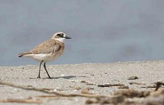 Çanakkale için yeni kuş türü: Büyük Cılıbıt