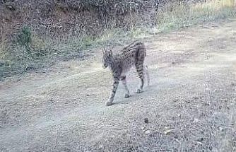 Çankırı’da "Ormanın hayaleti" vaşak görüntülendi
