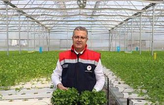 Çarşamba’da hidroponik maydanozda ilk hasat yapıldı