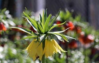 Cezayı duyan bir adım geri çekiliyor: Şırnak’ta ters laleler görsel şölen sundu