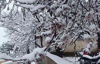 Çiçek açan ağaçlar yağan karla beyaza büründü
