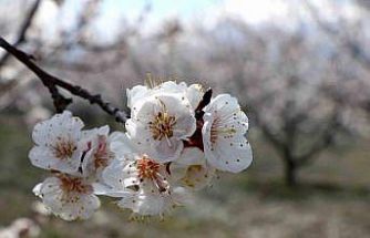Çiçek açan ağaçların görselliği mest etti
