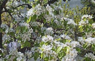 Çiçek açan armut ağacının güzelliği