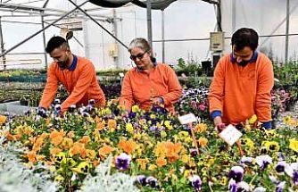 Çiçek Desenleri Günleri için 130 bin dal çiçek yetiştiriliyor