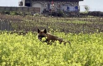 Çizgili sırtlan sarıçiçekler arasında görüntülendi