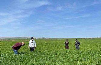 Cizre’de tarlalarda ‘süne’ mesaisi