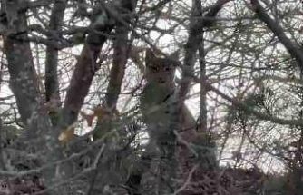 Çorum’da Avrasya vaşağı görüntülendi