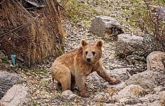 Çukurca’da aç kalan ayılar mahalleye indi
