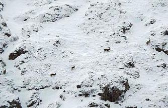 Dağ keçileri Munzur Dağlarına renk katıyor