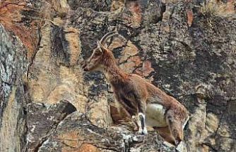 Dağ keçileri otoyol kenarına indi