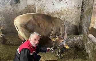 Danimarka ve Amerika’dan getirildiler, Of’a kısa sürede uyum sağladılar