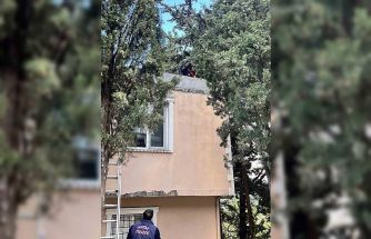 Defne’de ağaçta mahsur kalan kediyi itfaiye kurtardı