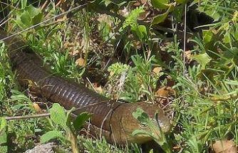 Demir yılan Bozkurt’ta ortaya çıktı