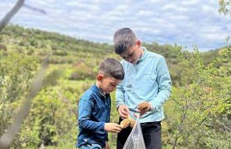 Demirci dağlarında 2 bin liralık kuzu göbeği mesaisi
