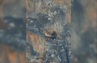 Dev boynuzları engel olmadı: Dağ keçisi dar mağaraya böyle girdi