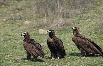 Dev kanatlar Kızılcahamam’da görüntülendi