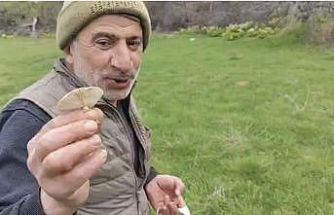 Diyarbakır kırsalında çıkan mantarlar toplanmaya başlandı