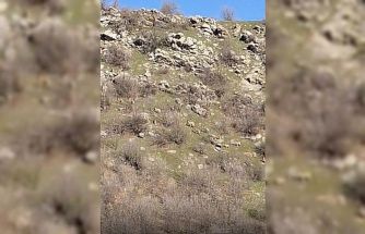 Diyarbakır’da popülasyonları her geçen gün artıyor, kaçak avlayanlara 940 bin lira ceza kesiliyor