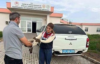 Diyarbakır’da yaralı bulunan şahin tedavi altına alındı