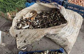 Doğada kendiliğinden yetişiyor, kilosu 250 liradan alıcı buluyor