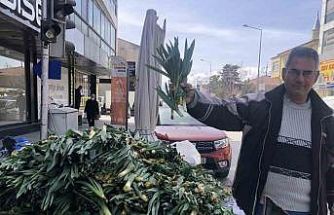 Doğal antibiyotik çiriş otu Erzincan tezgahlarında yerini aldı