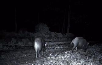 Domuz sürüsü fotokapana yakalandı