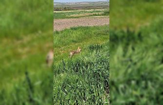 Edirne’de aç kalan çakal köye indi