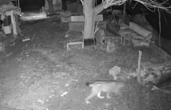 Elazığ’da evin etrafında yiyecek arayan vaşak kamerada