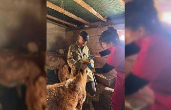 Elazığ’da şap aşılama çalışması sürüyor