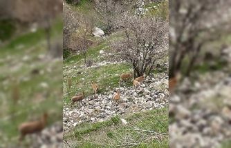 Elazığ’ın tarihi mahallesi Harput’ta dağ keçileri görüntülendi