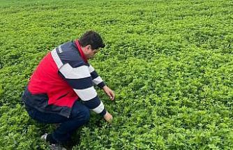 Emet’te yonca üretimine yönelik denetimler devam ediyor