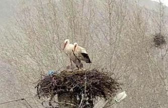Erken göçen leyleklere kar sürprizi