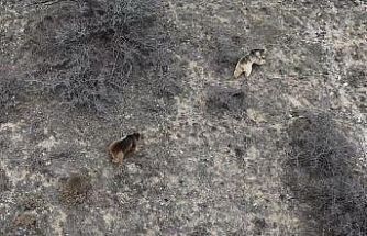 Erzincan’da kış uykusundan uyanan ayılar havadan görüntülendi