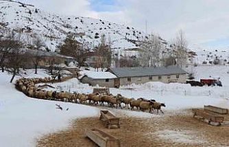 Erzincan’da küçükbaş hayvancılığa destek projesi için başvurular başladı