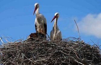 Esnafın merakla beklediği Rüzgar ve Nergis, 4’üncü yılında da aynı yuvaya döndü