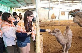 Estonyalı öğrenciler deve çiftliğini gezdi