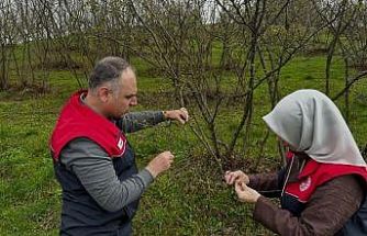 Fındık üreticilerine "kozalak akarı" ve "külleme" uyarısı