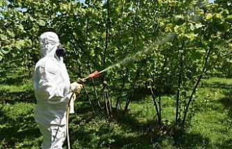 Fındıkta külleme ve kozalak akarına karşı mücadele başlatıldı