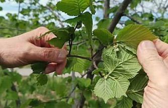 Fındıkta verim düşüklüğü maliyeti artırıyor